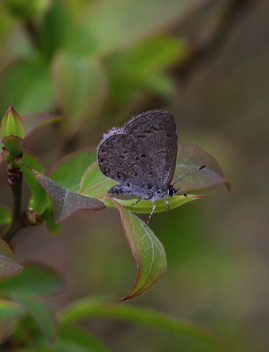 Spring Azure